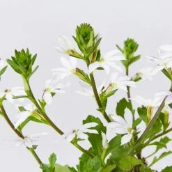 Shrubs Scaevola Aemula Fairy White