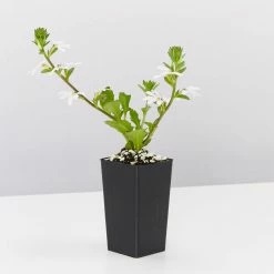 Shrubs Scaevola Aemula Fairy White