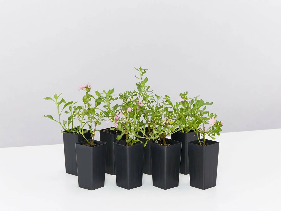 Shrubs Border Plants Scaevola Humilis Sitting Pretty 4 Shrubs Border Plants Scaevola Humilis Sitting Pretty