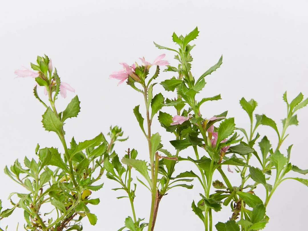Shrubs Border Plants Scaevola Humilis Sitting Pretty 3 Shrubs Border Plants Scaevola Humilis Sitting Pretty