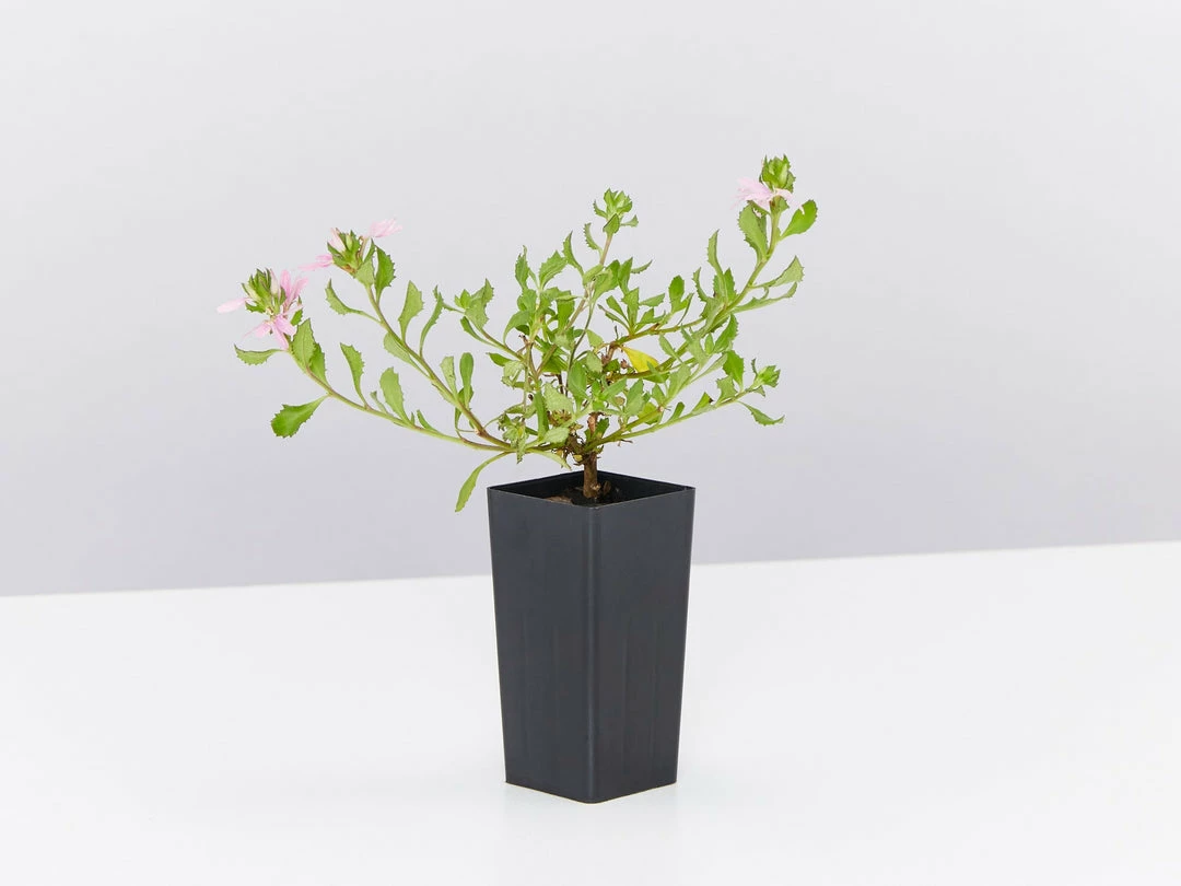 Shrubs Border Plants Scaevola Humilis Sitting Pretty 5 Shrubs Border Plants Scaevola Humilis Sitting Pretty