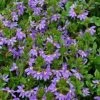 Shrubs Scaevola Aemula Purple Fanfare