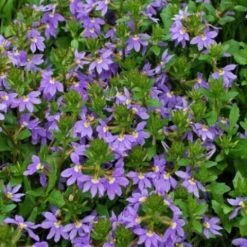 Shrubs Scaevola Aemula Purple Fanfare