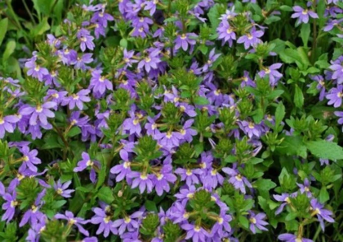 Shrubs Scaevola Aemula Purple Fanfare 3 Shrubs Scaevola Aemula Purple Fanfare