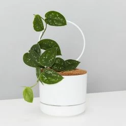 Pot + Plant Gift Box Easy Care Plants DIY Houseplant Gift Box - Includes Stake