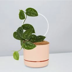 Pot + Plant Gift Box Easy Care Plants DIY Houseplant Gift Box - Includes Stake