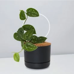 Pot + Plant Gift Box Easy Care Plants DIY Houseplant Gift Box - Includes Stake