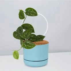 Pot + Plant Gift Box Easy Care Plants DIY Houseplant Gift Box - Includes Stake