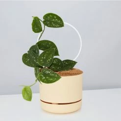 Pot + Plant Gift Box Easy Care Plants DIY Houseplant Gift Box - Includes Stake