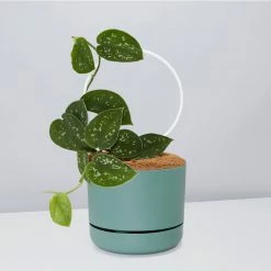 Pot + Plant Gift Box Easy Care Plants DIY Houseplant Gift Box - Includes Stake