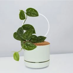 Pot + Plant Gift Box Easy Care Plants DIY Houseplant Gift Box - Includes Stake