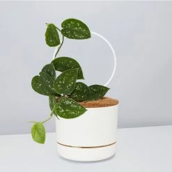 Pot + Plant Gift Box Easy Care Plants DIY Houseplant Gift Box - Includes Stake