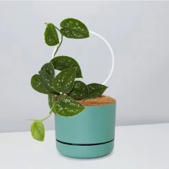 Pot + Plant Gift Box Easy Care Plants DIY Houseplant Gift Box - Includes Stake