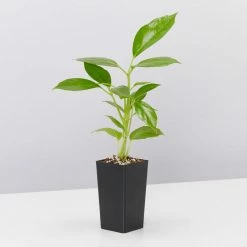 Indoor Garden The Plant Killers Houseplant Pack Easy Care Plants