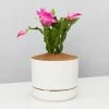 Pot + Plant Gift Box Ground Covers Schlumbergera Truncata - Pot + Plant + Soil