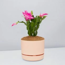 Pot + Plant Gift Box Ground Covers Schlumbergera Truncata - Pot + Plant + Soil