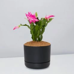 Pot + Plant Gift Box Ground Covers Schlumbergera Truncata - Pot + Plant + Soil