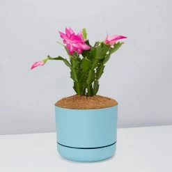 Pot + Plant Gift Box Ground Covers Schlumbergera Truncata - Pot + Plant + Soil