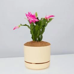 Pot + Plant Gift Box Ground Covers Schlumbergera Truncata - Pot + Plant + Soil