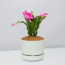 Pot + Plant Gift Box Ground Covers Schlumbergera Truncata - Pot + Plant + Soil