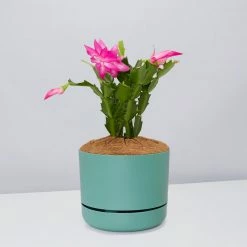 Pot + Plant Gift Box Ground Covers Schlumbergera Truncata - Pot + Plant + Soil