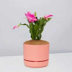 Pot + Plant Gift Box Ground Covers Schlumbergera Truncata - Pot + Plant + Soil
