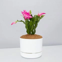 Pot + Plant Gift Box Ground Covers Schlumbergera Truncata - Pot + Plant + Soil