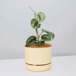 Pot + Plant Gift Box Satin Pothos Scindapsus Pictus Exotica - Pot + Plant + Soil