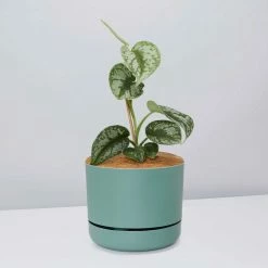 Pot + Plant Gift Box Satin Pothos Scindapsus Pictus Exotica - Pot + Plant + Soil