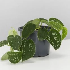 Pot + Plant Gift Box Easy Care Plants DIY Houseplant Gift Box - Includes Stake