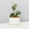 Pot + Plant Gift Box Satin Pothos Scindapsus Pictus Exotica - Pot + Plant + Soil