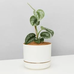 Pot + Plant Gift Box Satin Pothos Scindapsus Pictus Exotica - Pot + Plant + Soil
