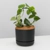 Pot + Plant Gift Box Easy Care Plants DIY Houseplant Gift Box - Includes Stake