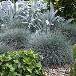 Shrubs Festuca Glauca Beyond Blue Border Plants