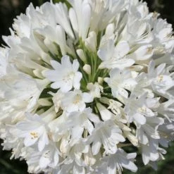 Shrubs Climbing Plants She's All That - The Flowering Pack