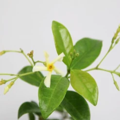 Shrubs Assorted Pack Of Outdoor Climbing Plants