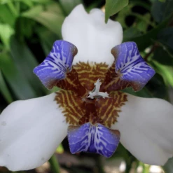 Shrubs Full Sun Neomarica Gracilis 'Walking Iris'
