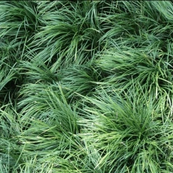 Shrubs Full Sun Ophiopogon Japonicus Mondo Grass