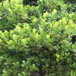 Shrubs Acronychia Imperforata Vista S