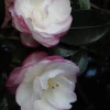 Shrubs Camellia Sasanqua Leslie Ann