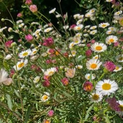 Shrubs Erigeron Karvinskianus Seaside Daisy Ground Covers