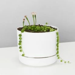 Pot + Plant Gift Box String Of Pearls - Pot + Plant Cacti & Succulents