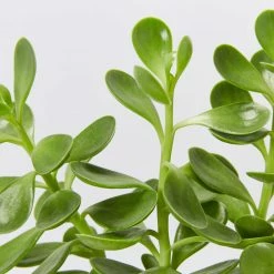 Succulents Full Sun Senecio Jacobsenii Weeping Jade Succulent Groundcover Pack