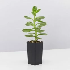 Succulents Full Sun Senecio Jacobsenii Weeping Jade Succulent Groundcover Pack