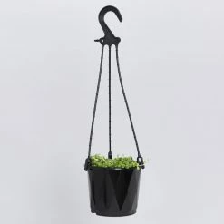 Pot + Plant Gift Box String Of Pearls - Pot + Plant Cacti & Succulents