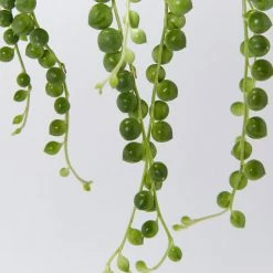 Pot + Plant Gift Box String Of Pearls - Pot + Plant Cacti & Succulents
