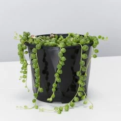 Pot + Plant Gift Box String Of Pearls - Pot + Plant Cacti & Succulents