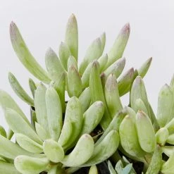 Succulents Senecio Serpens Blue Chalksticks Dwarf Border Plants