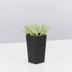 Succulents Senecio Serpens Blue Chalksticks Dwarf Border Plants