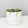 Indoor Garden Cacti & Succulents Variegated String Of Pearls - Pot + Plant